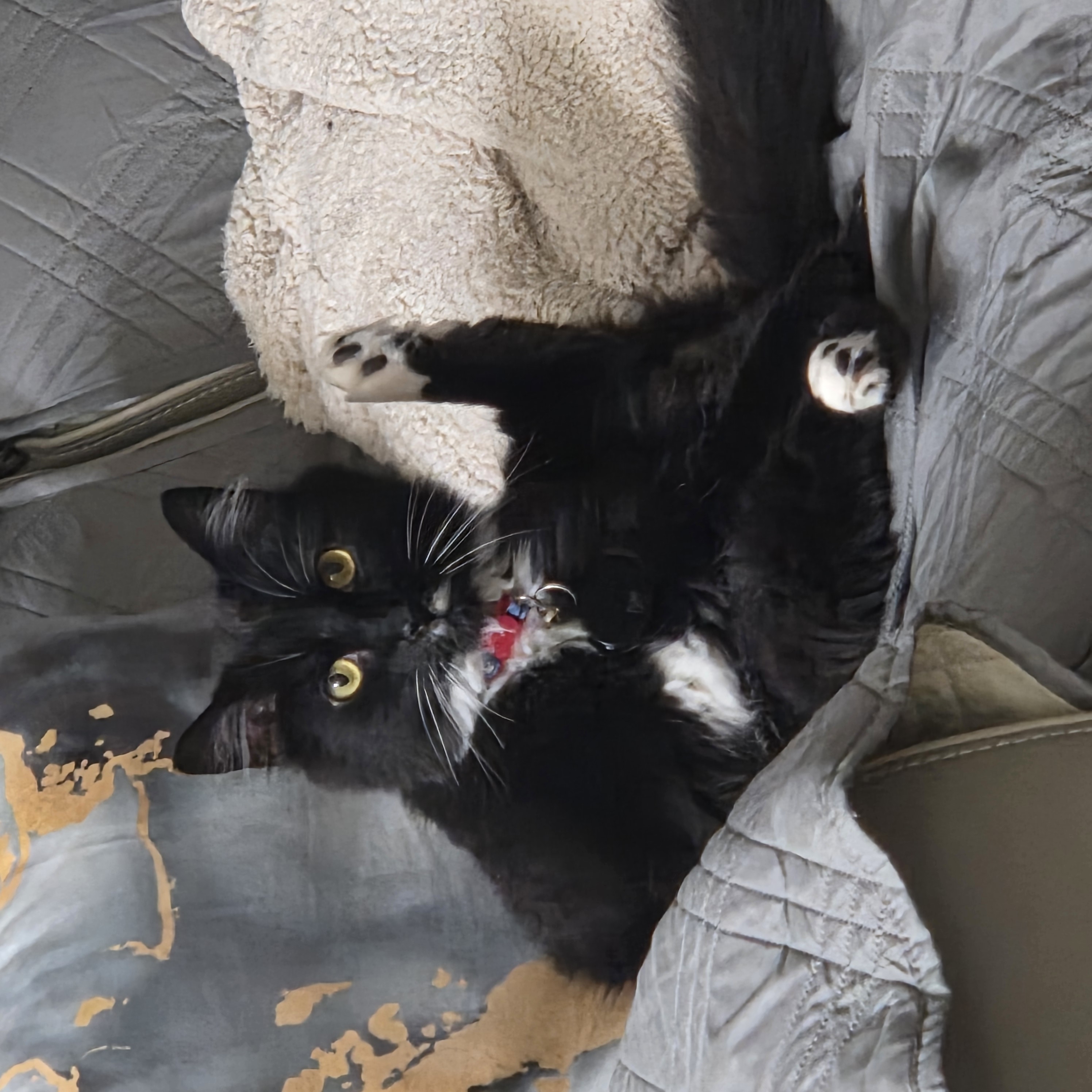 black tuxedo cat caught licking its no no area